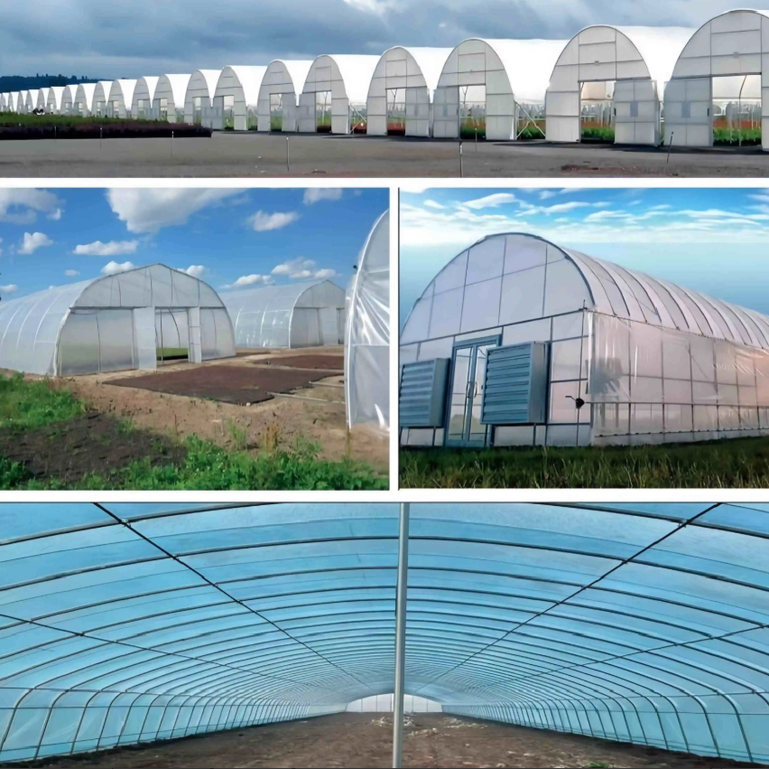 Tunnel/Single Greenhouse