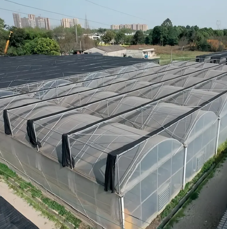 副本-Film Multi-Span Greenhouse