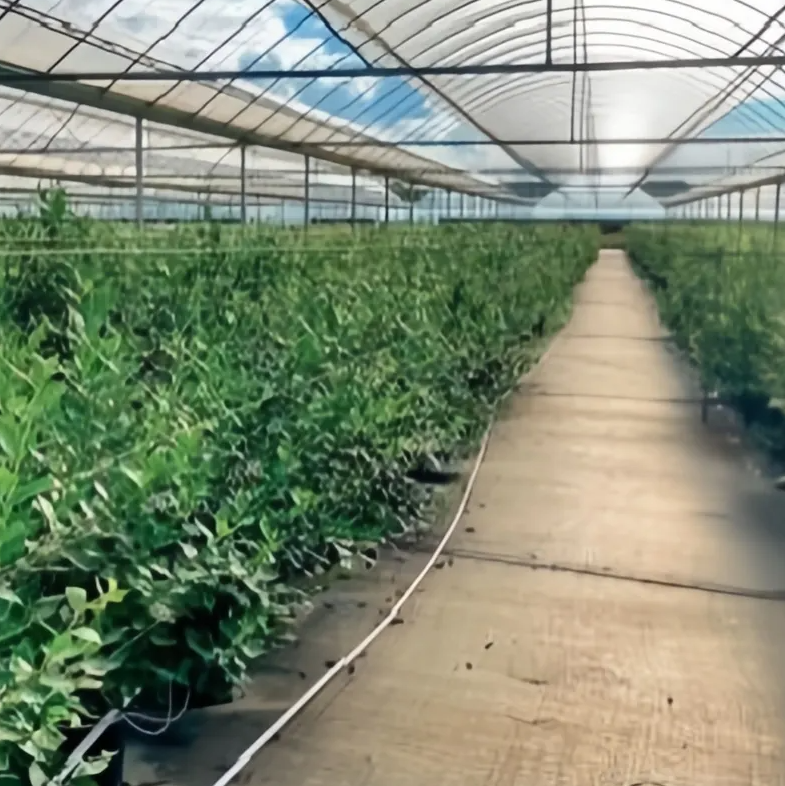 副本-副本-Film Multi-Span Greenhouse