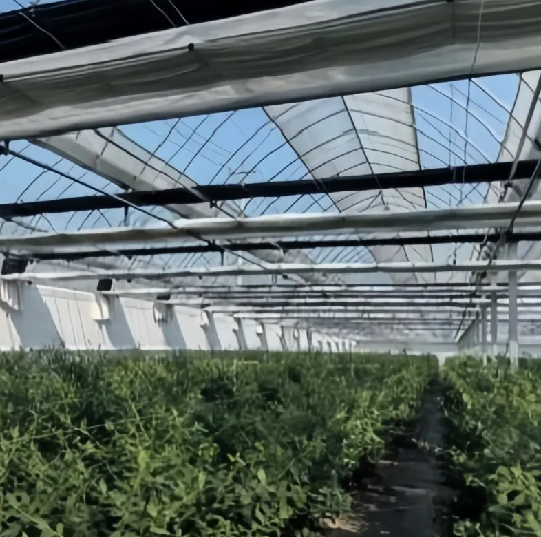 副本-Film Multi-Span Greenhouse