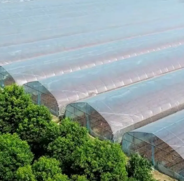 副本-Australian Greenhouse Company Visits Our Facilities to Explore New Collaboration on 50,000 Sq.m Strawberry Glass Greenhouse Project